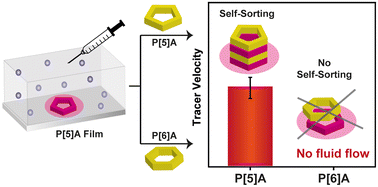 Graphical abstract: Autonomous macroscopic signal deciphering the geometric self-sorting of pillar[n]arenes