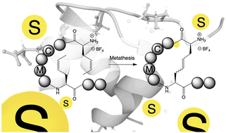 Graphical abstract: Negating coordinative cysteine and methionine residues during metathesis of unprotected peptides