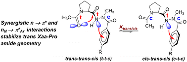 Graphical abstract: Synergistic n → π* and nN → π*Ar interactions in C-terminal modified prolines: effect on Xaa–Pro cis/trans equilibrium