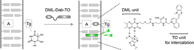 Graphical abstract: Synthetic DNA binders for fluorescent sensing of thymine glycol-containing DNA duplexes and inhibition of endonuclease activity