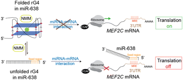 Graphical abstract: A G-quadruplex structure in microRNA interferes with messenger RNA recognition and controls gene expression