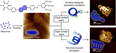 Graphical abstract: Distinct seed topologies enable comparison of elongation and secondary nucleation pathways in seeded supramolecular polymerization