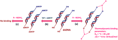 Graphical abstract: Direct experimental evidence for the boronic acid-mediated bridging of DNA hybrids