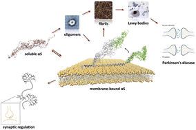 Graphical abstract: α-Synuclein and biological membranes: the danger of loving too much