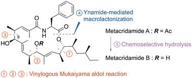 Graphical abstract: Concise total synthesis and structure revision of metacridamides A and B