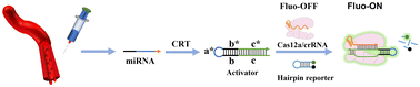 Graphical abstract: CRISPR-Cas12a coupled with cyclic reverse transcription for amplified detection of miRNA