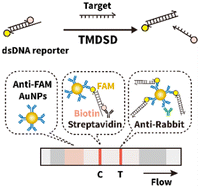 Graphical abstract: Enabling a universal lateral flow readout for DNA strand displacement via disassembling chemical labels