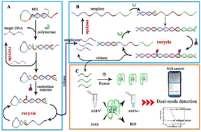 Graphical abstract: Target-switched artificial biochemical circuit for a versatile and sensitive colorimetric detection platform