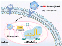 Graphical abstract: Cell-type-specific CRISPRization of mitochondrial DNA using bifunctional biodegradable silica nanoparticles