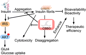 Graphical abstract: Coomassie brilliant blue G-250 acts as a potential chemical chaperone to stabilize therapeutic insulin