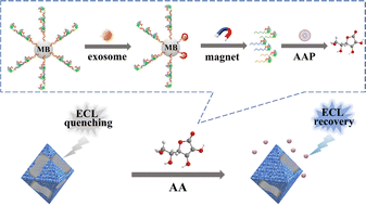 Graphical abstract: Integrating resonance energy transfer with enzyme-triggered hydrolysis for ultrasensitive electrochemiluminescence detection of exosomes