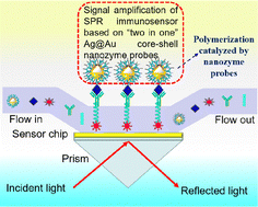 Graphical abstract: “Two-in-one” core–shell nanozyme probes with double signal amplification for high-performing surface plasmon resonance immunosensing
