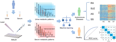 Graphical abstract: Urine and serum metabolic profiling combined with machine learning for autoimmune disease discrimination and classification