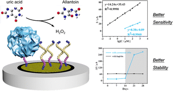 Graphical abstract: A high-performance electrochemical biosensor using an engineered urate oxidase