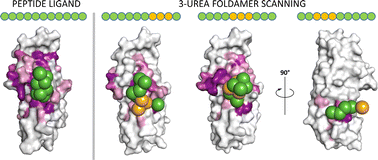 Graphical abstract: Unexpected binding modes of inhibitors to the histone chaperone ASF1 revealed by a foldamer scanning approach