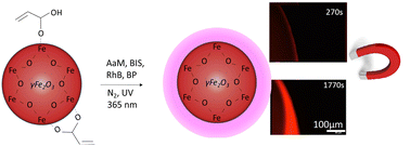 Graphical abstract: Fluorescent core–shell magnetic nanoparticles by type II photoinitiated polymerisation