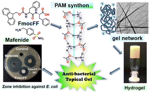 Graphical abstract: Designing a vehicle-free anti-bacterial topical hydrogel from Fmoc-diphenylalanine