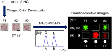 Graphical abstract: Charged chiral derivatization for enantioselective imaging of d-,l-2-hydroxyglutaric acid using ion mobility spectrometry/mass spectrometry