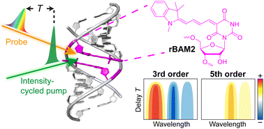 Graphical abstract: Excitonic coupling of RNA-templated merocyanine dimer studied by higher-order transient absorption spectroscopy