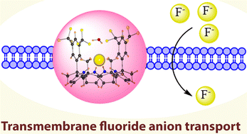 Graphical abstract: Transmembrane fluoride anion transport by meso-3,5-bis(trifluoromethyl)phenyl picket calix[4]pyrrole