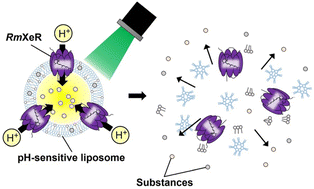 Graphical abstract: Development of light-induced disruptive liposomes (LiDL) as a photoswitchable carrier for intracellular substance delivery