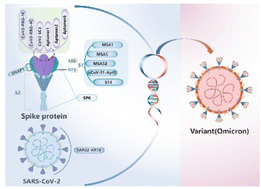 Graphical abstract: Diverse SARS-CoV-2 aptamers overcome variant antigenic shift