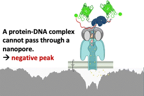 Graphical abstract: Negative nanopore sequencing for mapping biochemical processes on DNA molecules