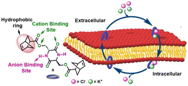 Graphical abstract: Hydrophobic cyclic dipeptides as M+/Cl− carriers