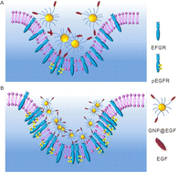 Graphical abstract: In situ decrypting plasmonic nanoparticle size-controlled phosphorylation of epidermal growth factor receptor in living cells