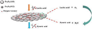 Graphical abstract: Boosted oxidative dehydrogenation of lactic acid into pyruvic acid on polyvinylpyrrolidone modified Fe2O3
