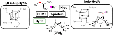 Graphical abstract: Semisynthetic maturation of [FeFe]-hydrogenase using [Fe2(μ-SH)2(CN)2(CO)4]2−: key roles for HydF and GTP