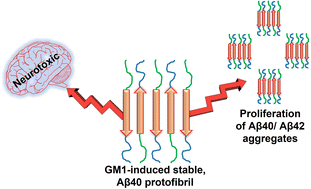 Graphical abstract: Ganglioside GM1 produces stable, short, and cytotoxic Aβ40 protofibrils