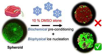 Graphical abstract: Proline-conditioning and chemically-programmed ice nucleation protects spheroids during cryopreservation