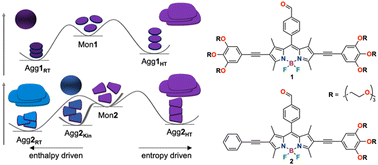 Graphical abstract: Amphiphile desymmetrisation-induced steric relief governs self-assembly pathways in aqueous media