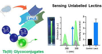 Graphical abstract: Switch-on luminescent sensing of unlabelled bacterial lectin by terbium(iii) glycoconjugate systems