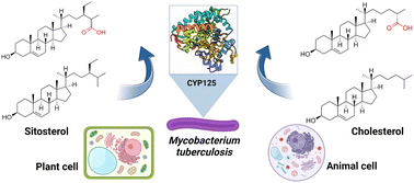 Graphical abstract: The bacterial cytochrome P450 (CYP) CYP125 enzymes can competitively oxidise sitosterol in the presence of cholesterol