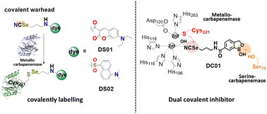 Graphical abstract: A dual covalent binder for labelling and inhibiting serine and metallo-carbapenemases