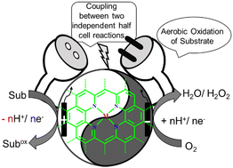 Graphical abstract: The synergy between electrochemical substrate oxidation and the oxygen reduction reaction to enable aerobic oxidation