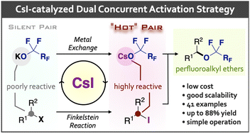 Graphical abstract: Perfluoroalkoxylation reaction via dual concurrent catalysis