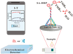 Graphical abstract: A DNA framework-based dual signal amplification biosensor for portable detection of SARS-CoV-2 and its mutations