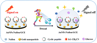 Graphical abstract: A sensitive and noninvasive cyclic peptide-based electrogenerated chemiluminescence biosensing method for the determination of sweat glucose