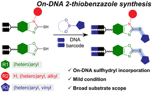 Graphical abstract: DNA-compatible combinatorial synthesis of functionalized 2-thiobenzazole scaffolds