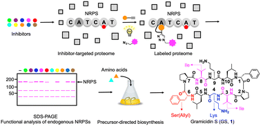 Graphical abstract: Biosynthetic diversification of non-ribosomal peptides through activity-based protein profiling of adenylation domains