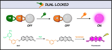 Graphical abstract: A hydrogen sulfide and tyrosinase responsive dual-locked fluorophore for selective imaging of melanoma cells
