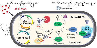 Graphical abstract: A genetically encodable and fluorogenic photo-crosslinker via photo-induced defluorination acyl fluoride exchange