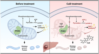 Graphical abstract: Allosteric regulation of the lid domain of PCK2 as a novel strategy for modulating mitochondrial dynamics