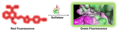 Graphical abstract: Real-time visualization of sulfatase in living cells and in vivo with a ratiometric AIE fluorescent probe