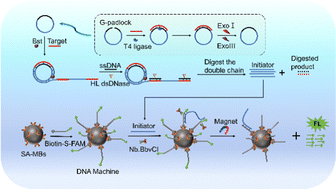 Graphical abstract: A specific and low background nucleic acids sensing strategy based on rolling circle amplification coupled with a magnetic DNA machine
