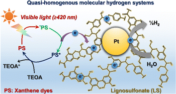 Graphical abstract: Lignin as a quasi-homogenous electron mediator enables efficient photocatalytic H2 evolution in molecular systems