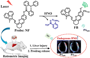 Graphical abstract: Ratiometric photoacoustic imaging of endogenous HNO in vivo for assessing prodrug release and liver injury